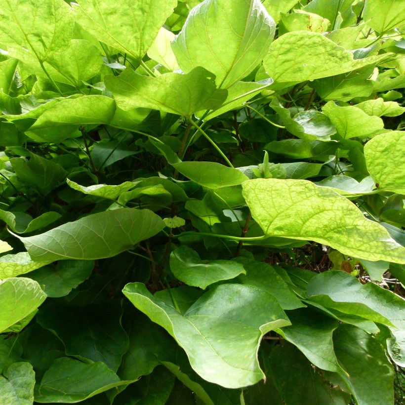 Catalpa bignonioides Nana - Catalpa boule (Foliage)