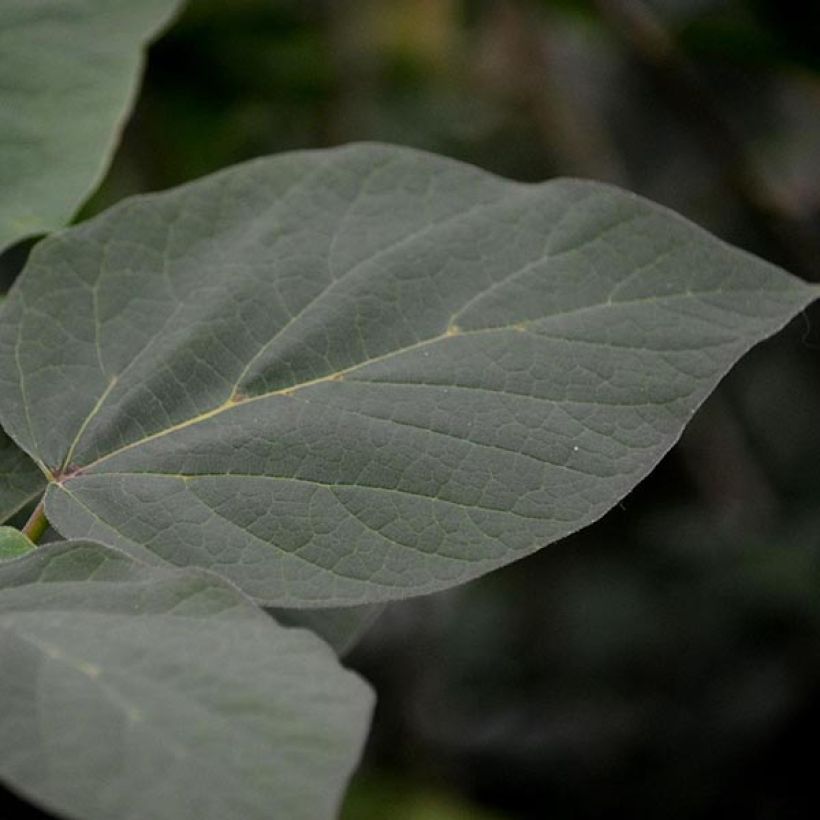 Catalpa erubescens Purpurea - Catalpa pourpre (Foliage)