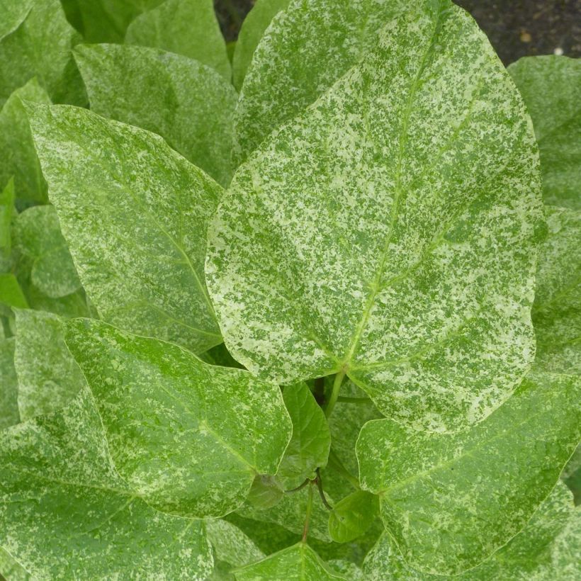 Catalpa speciosa Pulverulenta - Catalpa élégant (Foliage)