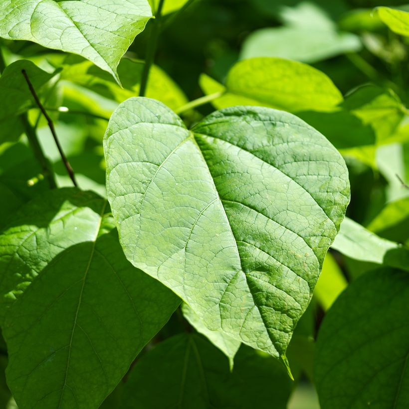 Graines de Catalpa commun - Catalpa bignonioides (Foliage)