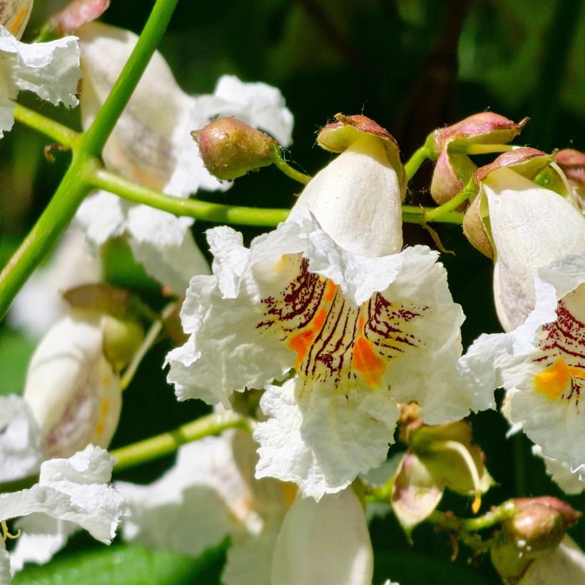 Graines de Catalpa commun - Catalpa bignonioides (Flowering)