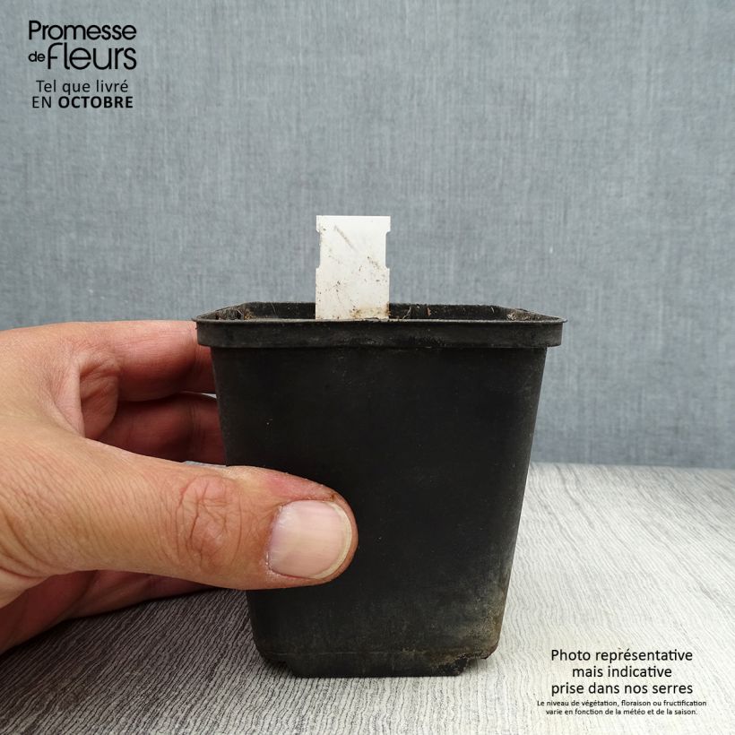 Example of Caulophyllum thalictroides Godet de 8/9 cm as you get in automne