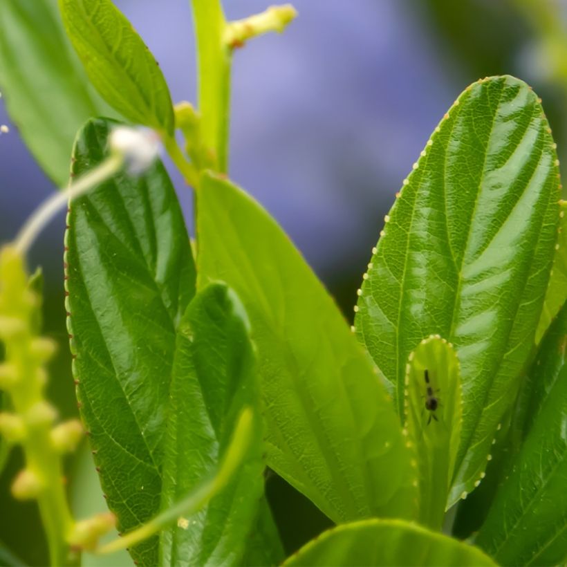 Céanothe Autumnal Blue (Foliage)