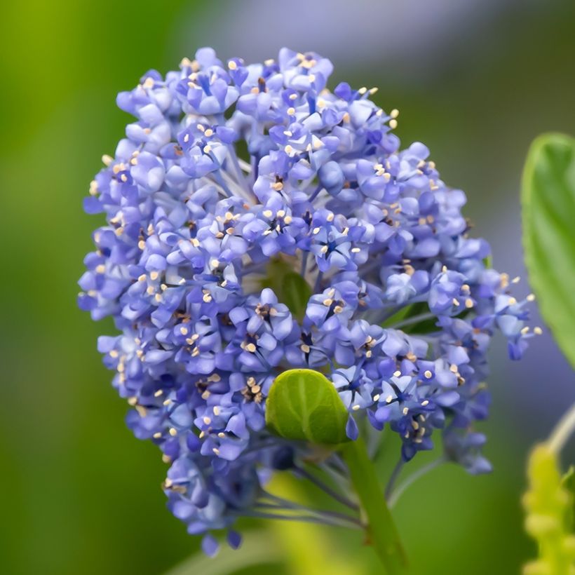 Céanothe Autumnal Blue (Flowering)