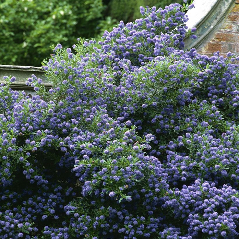 Céanothe Autumnal Blue (Plant habit)