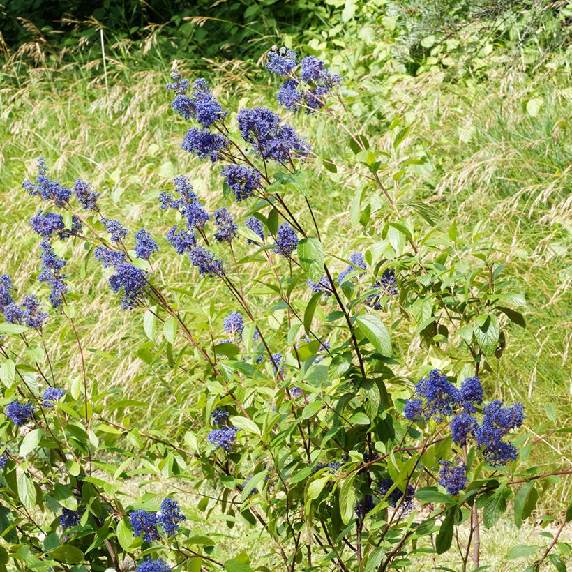 Céanothe Henri Desfossé - Lilas de Californie (Plant habit)