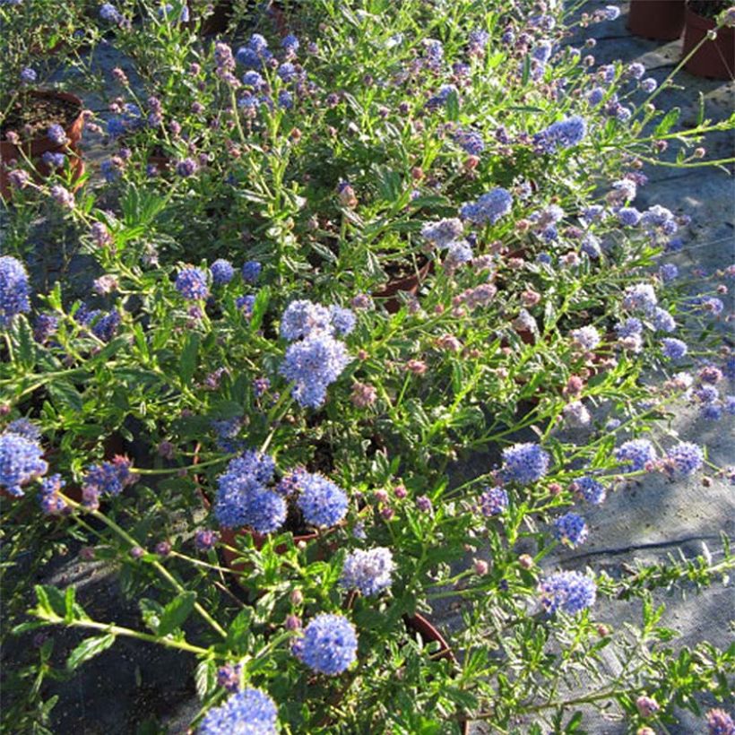 Ceanothus Italian Skies - Lilas de Californie (Flowering)