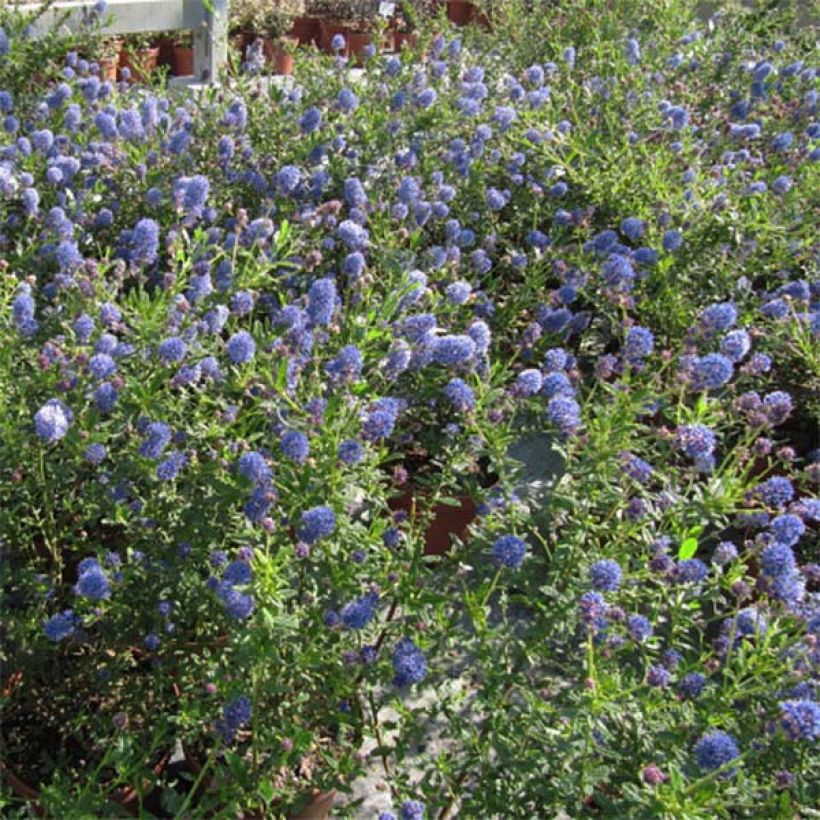 Ceanothus Italian Skies - Lilas de Californie (Plant habit)