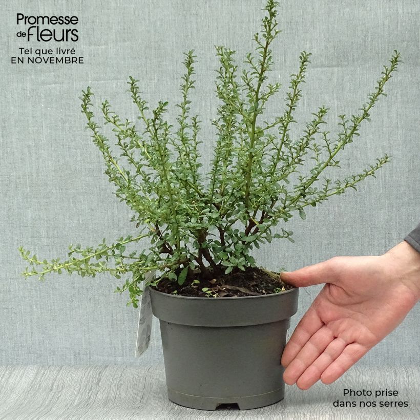 Example of Céanothe (x) Blue Mound Pot de 2L/3L as you get in automne