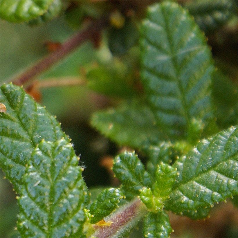 Ceanothus Dark Star - Lilas de Santa Barbara (Foliage)