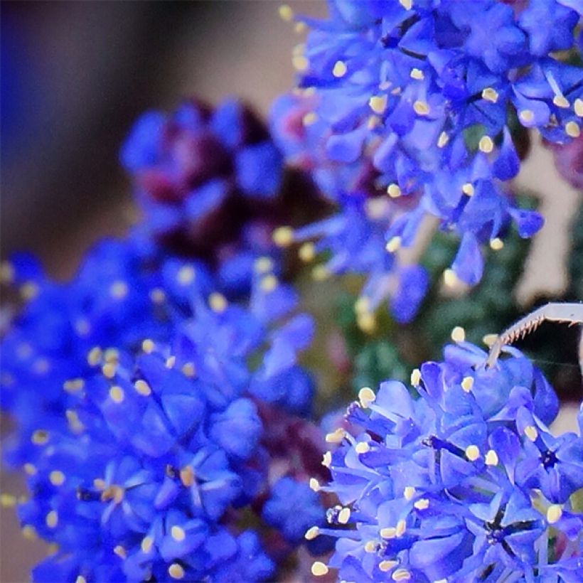 Ceanothus Dark Star - Lilas de Santa Barbara (Flowering)