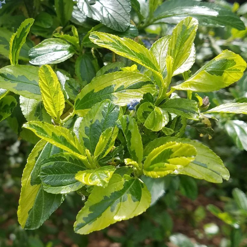 Ceanothus El Dorado - Lilas de Californie (Foliage)