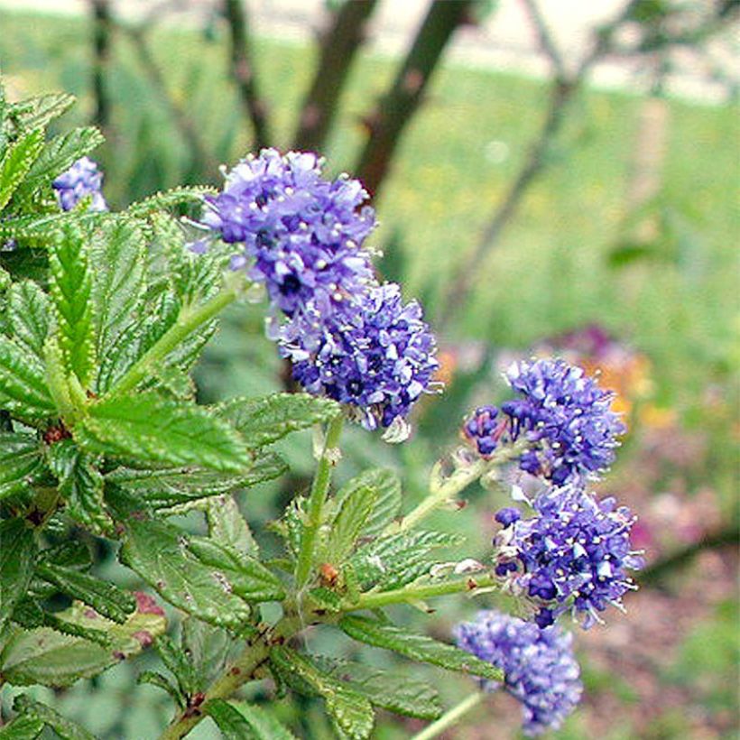 Céanothe (x) Blue Diamond (Flowering)