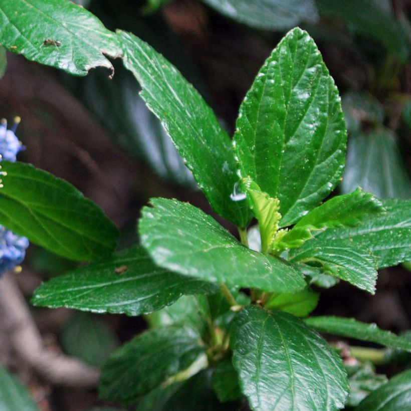 Céanothe griseus Yankee Point - Lilas de Californie  (Foliage)