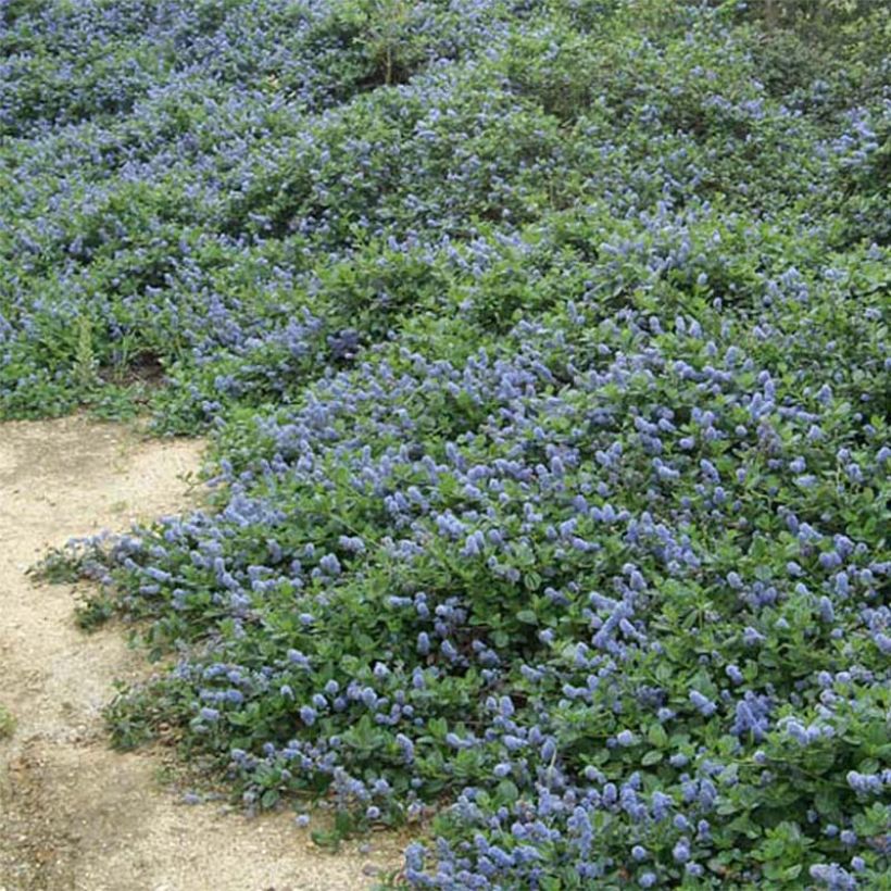 Céanothe griseus Yankee Point - Lilas de Californie  (Flowering)