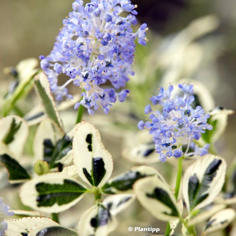 Céanothe impressus Cool Blue - Lilas de Californie (Foliage)
