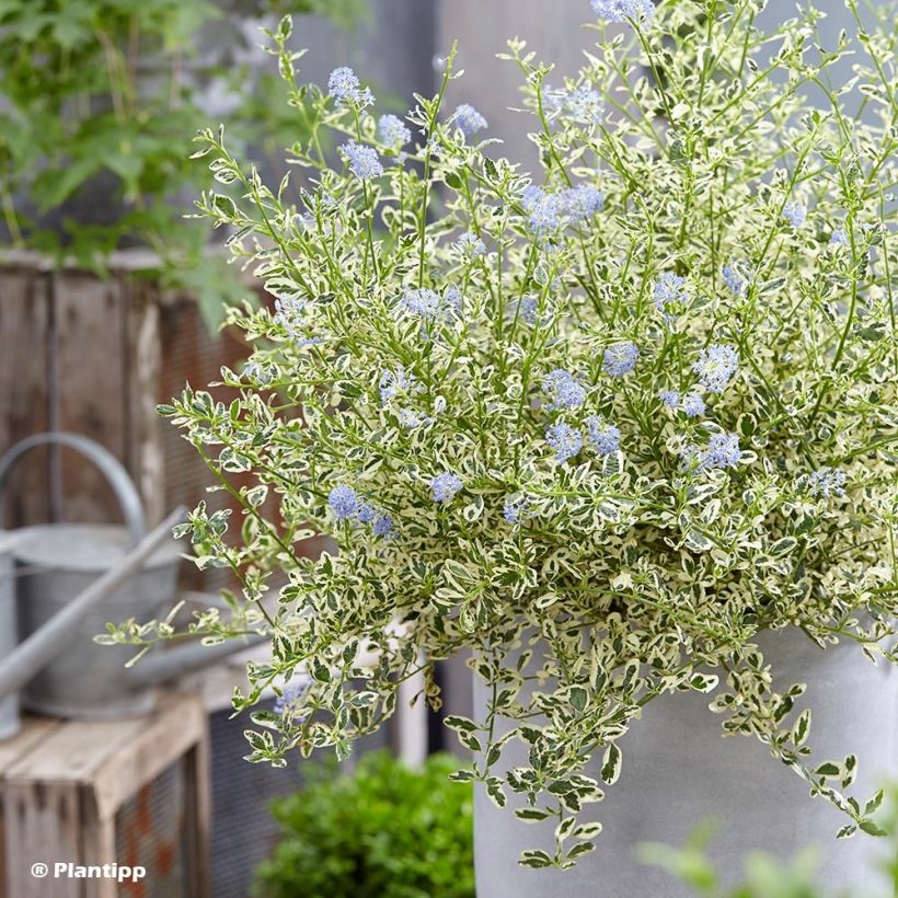 Céanothe impressus Cool Blue - Lilas de Californie (Plant habit)