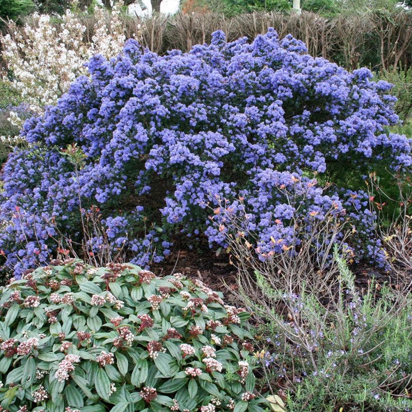 Céanothe impressus Puget Blue - Lilas de Californie (Plant habit)