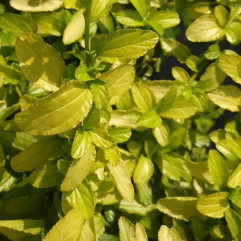 Céanothe thyrsiflorus African Queen - Lilas de Californie (Foliage)