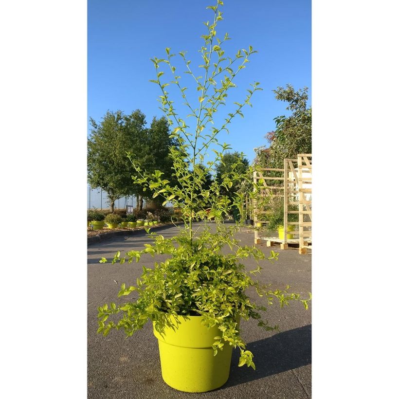 Céanothe thyrsiflorus African Queen - Lilas de Californie (Plant habit)
