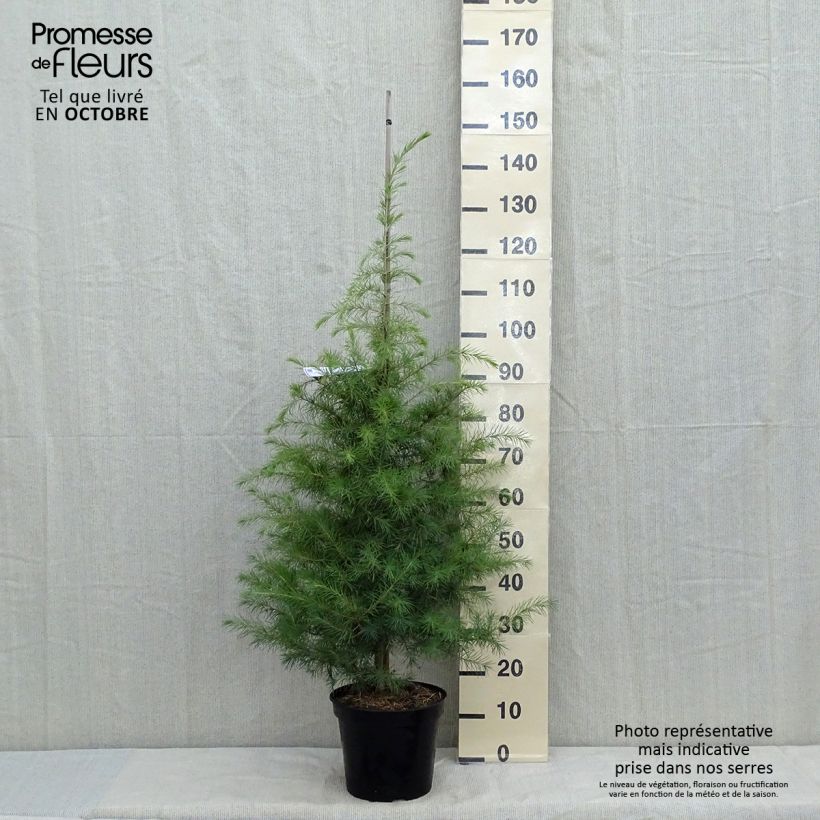 Example of Cèdre de l'Himalaya - Cedrus deodara Pot de 7,5L/10L as you get in automne