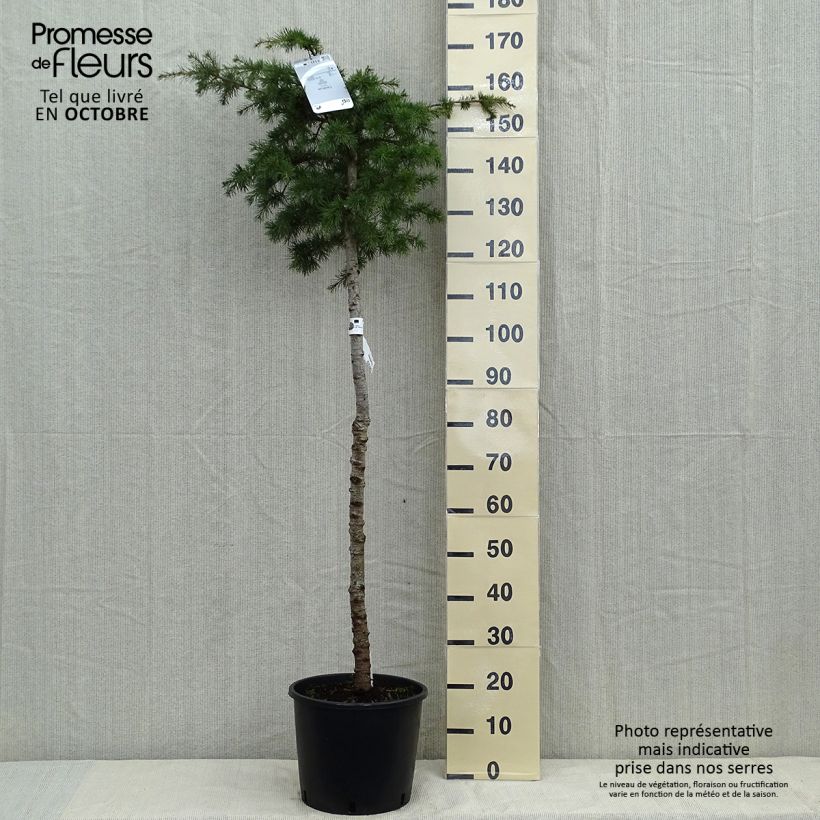 Example of Cèdre du Liban - Cedrus libani Pot de 7,5L/10L, Tige as you get in automne