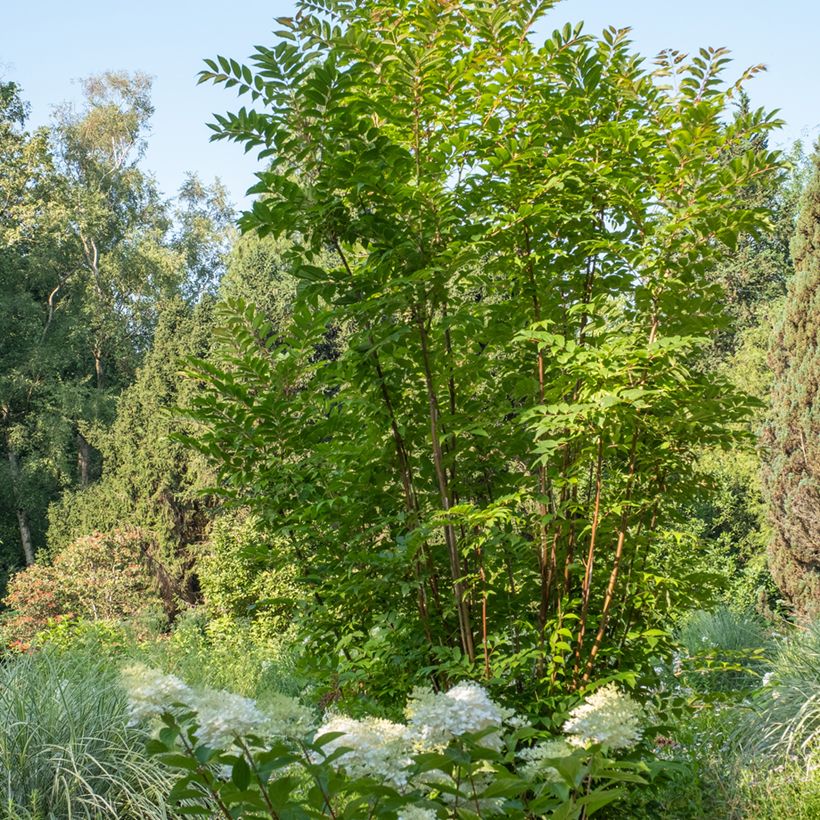 Toona sinensis - Acajou de Chine (Plant habit)