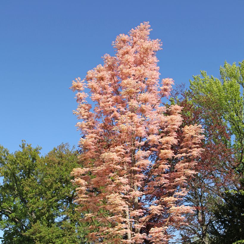 Toona sinensis Flamingo - Acajou de Chine (Plant habit)