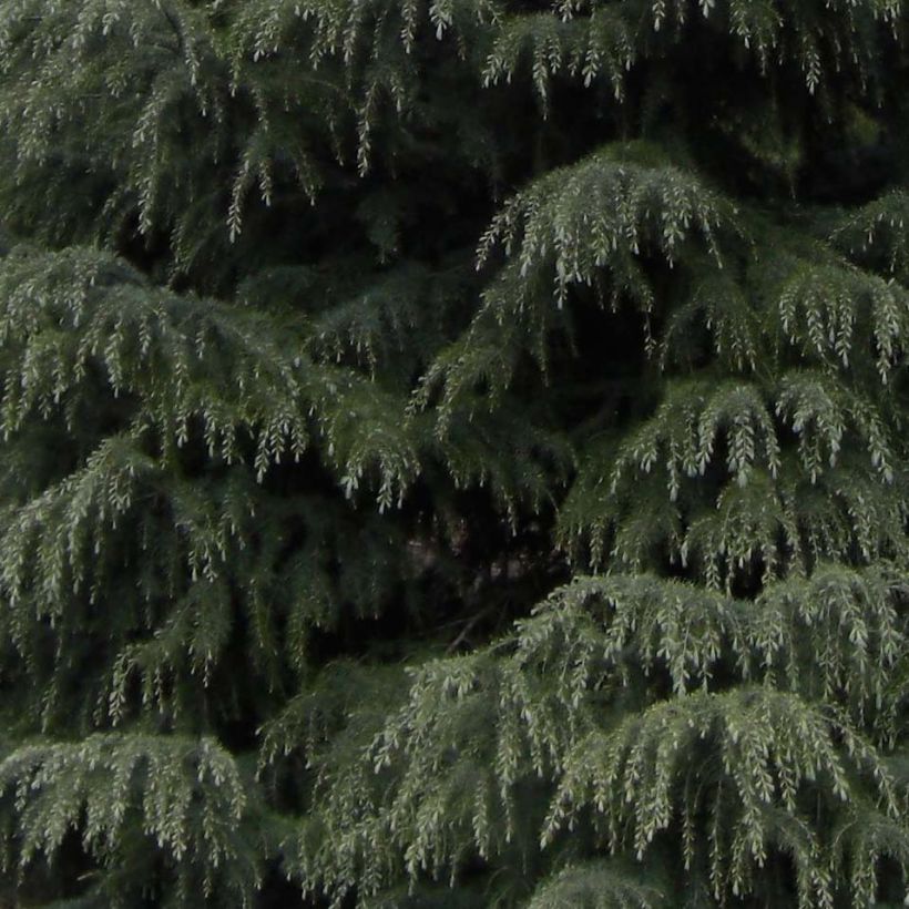 Cèdre de l'Himalaya - Cedrus deodara (Foliage)