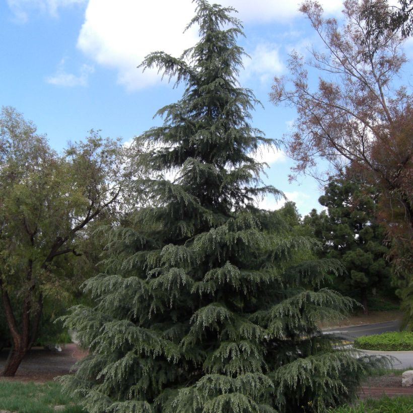 Cèdre de l'Himalaya - Cedrus deodara (Plant habit)
