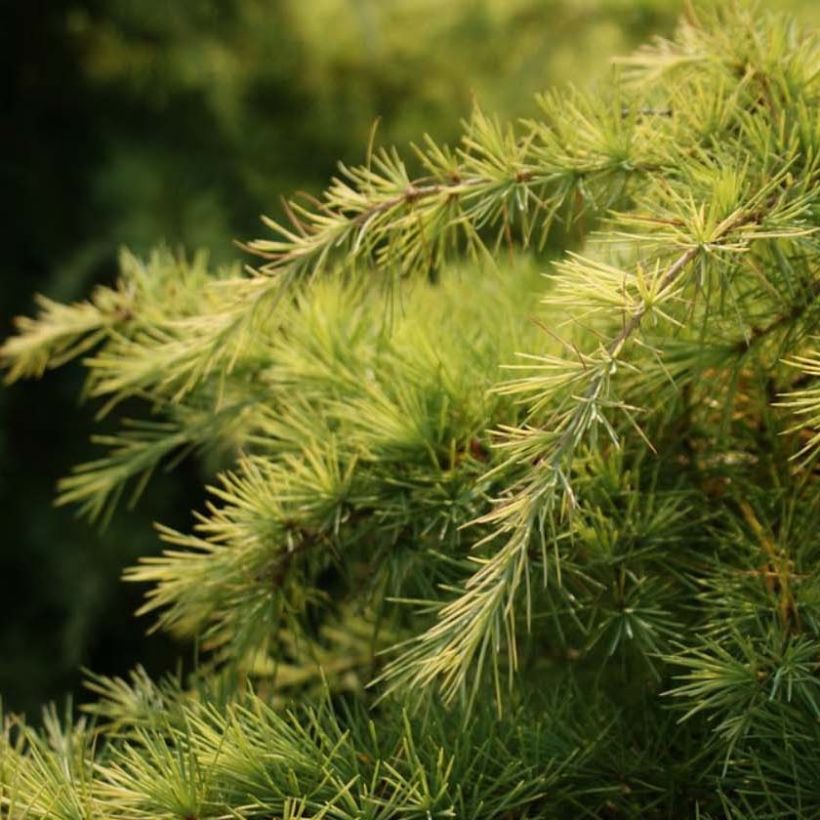Cedrus deodara Aurea - Cèdre de l'Himalaya doré (Foliage)