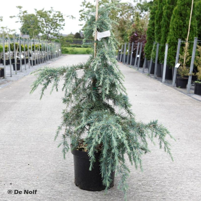 Cèdre de l'Himalaya Feeling Blue - Cedrus deodara  (Plant habit)