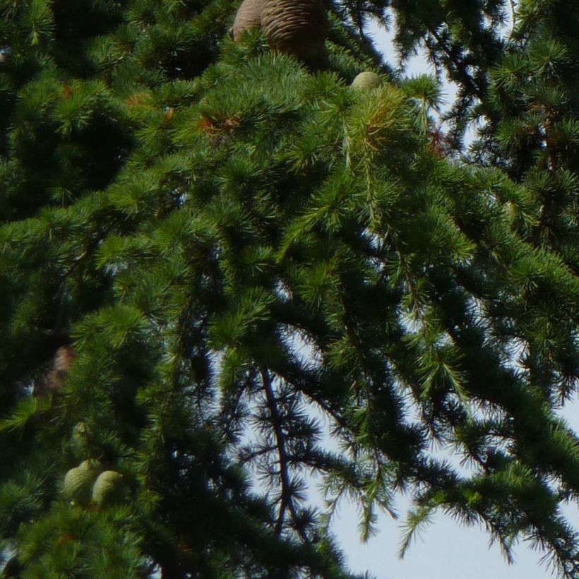 Cèdre du Liban - Cedrus libani (Foliage)