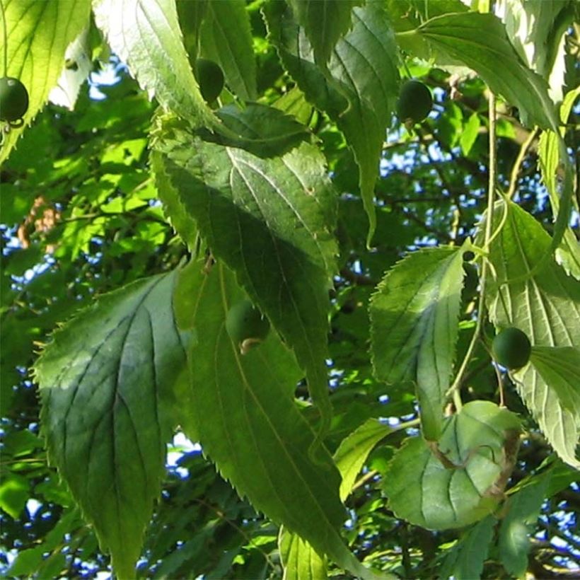 Celtis australis - Micocoulier de Provence (Foliage)