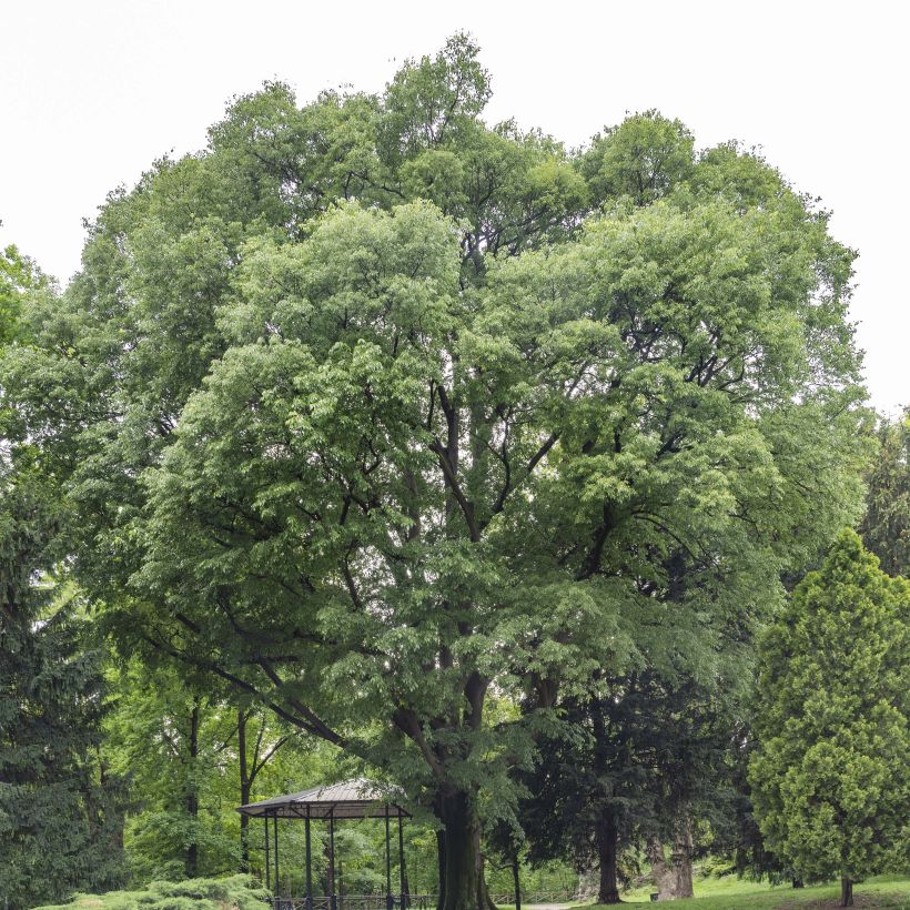 Celtis australis - Micocoulier de Provence (Plant habit)