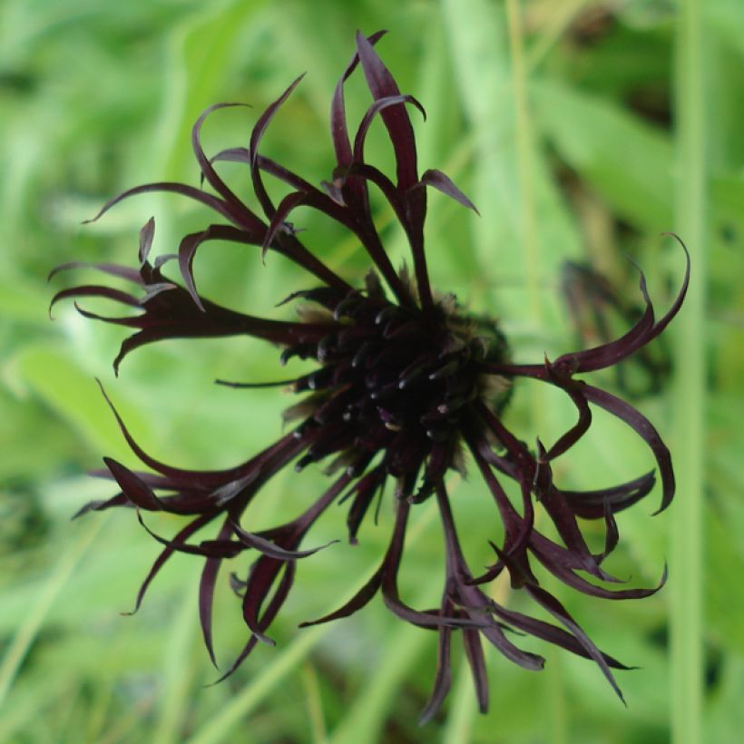 Bleuet des montagnes noir - Centaurée Black Sprite (Flowering)