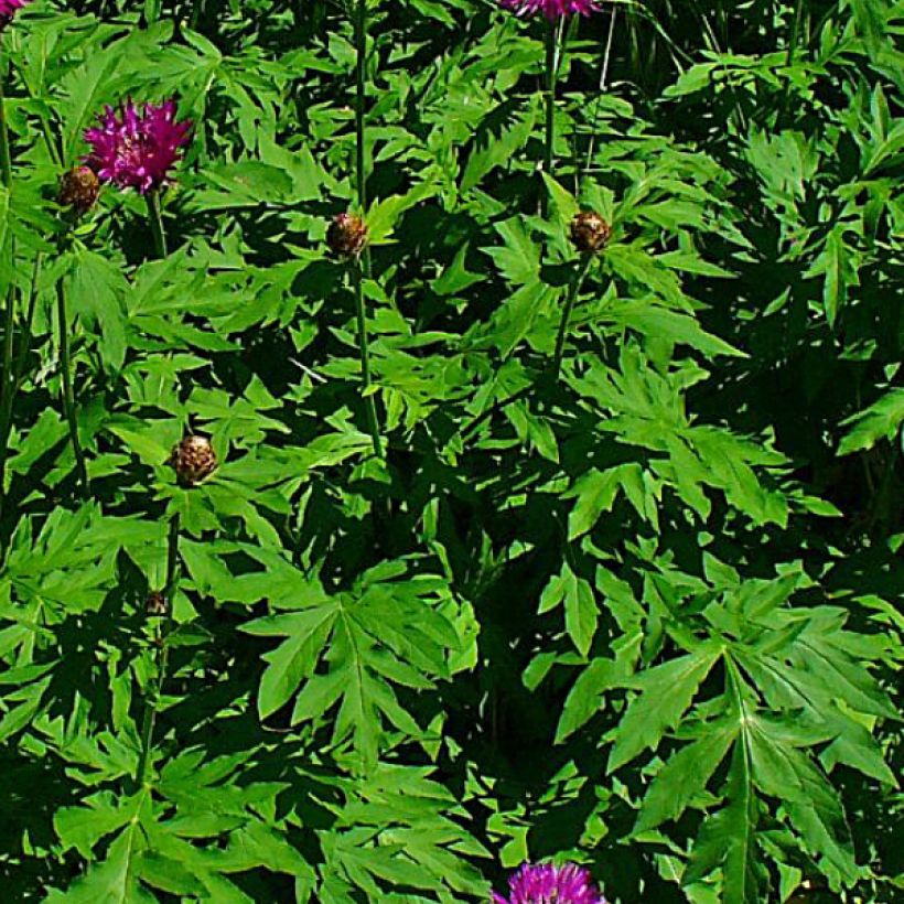 Centaurea dealbata Steenbergii - Centaurée de Perse (Foliage)