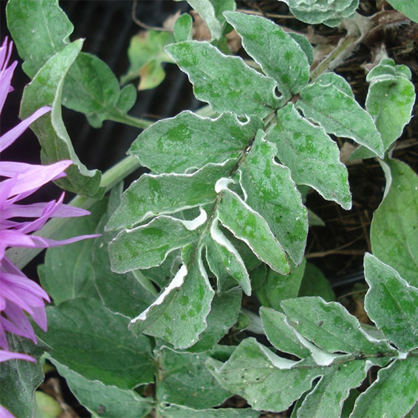Centaurée - Centaurea hypoleuca John Coutts (Foliage)