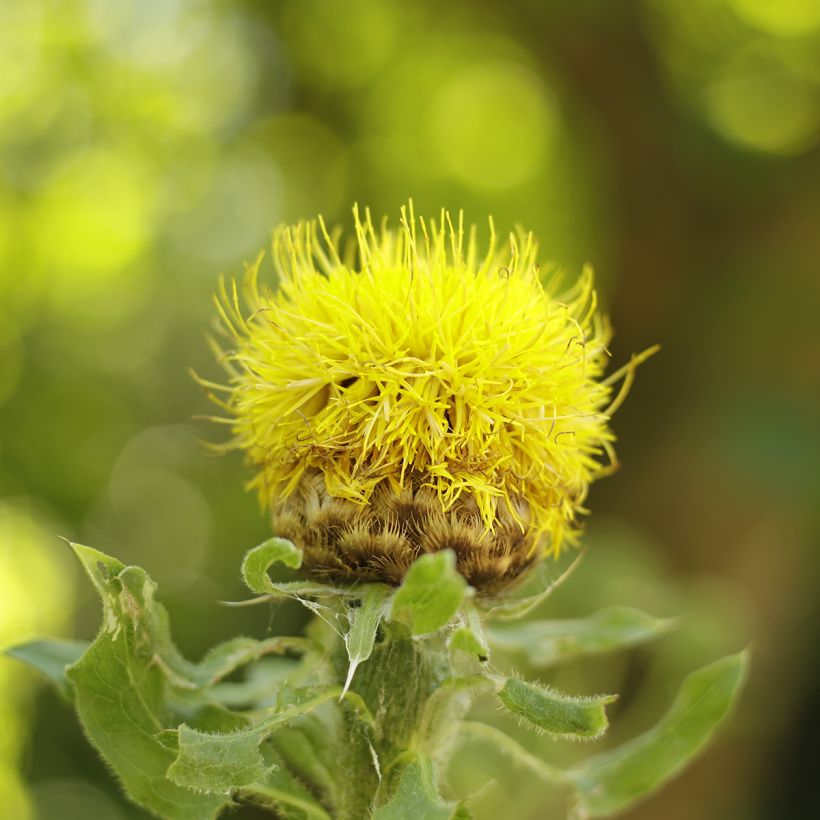 Centaurea macrocephala - Centaurée jaune (Flowering)