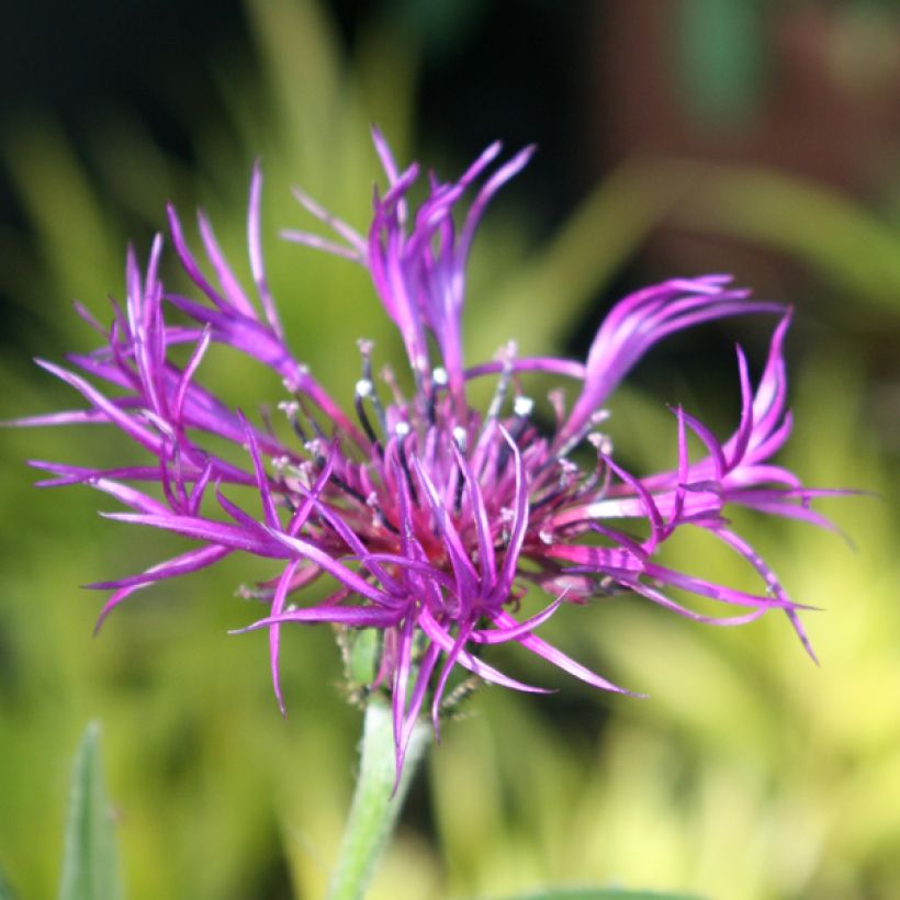 Bleuet des montagnes blanc et mauve - Centaurée montana Amethyst Dream (Flowering)