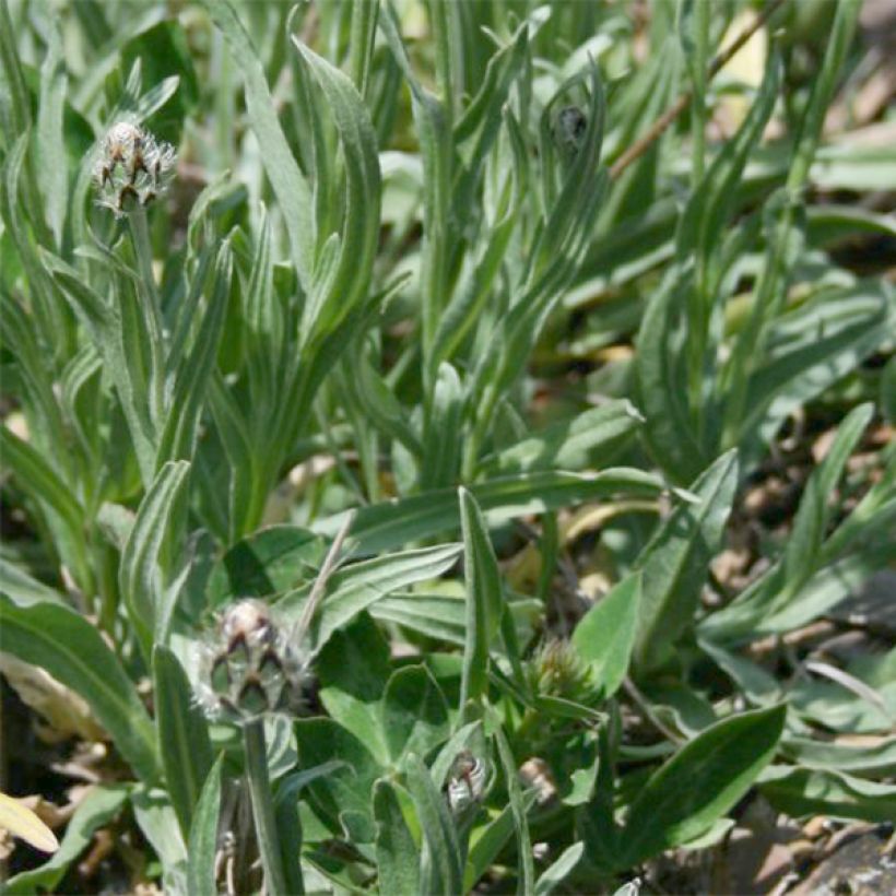 Centaurée, Centaurea triumfettii ssp. stricta (Foliage)