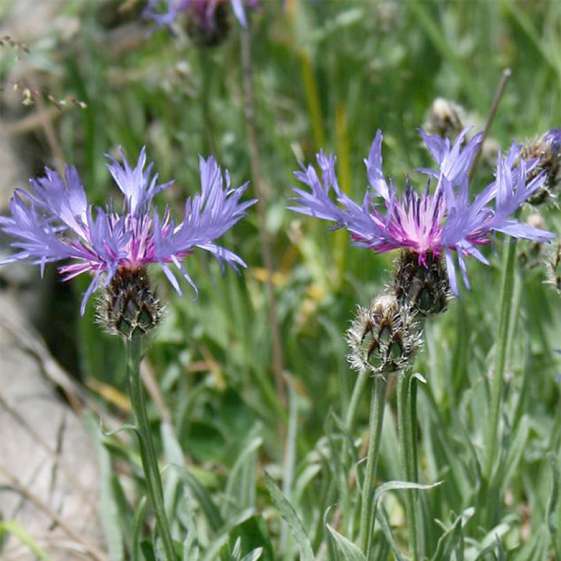 Centaurée, Centaurea triumfettii ssp. stricta (Flowering)