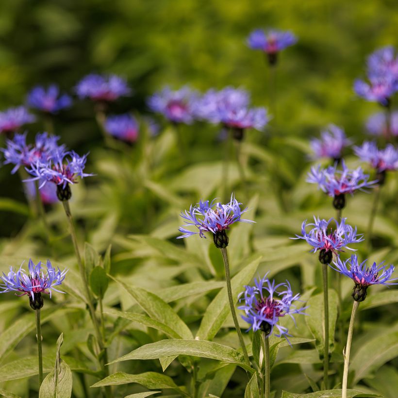 Centaurée, Centaurea triumfettii ssp. cana (Plant habit)