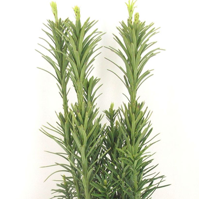 Pin japonais à queue de vache - Cephalotaxus harringtonia Fastigiata (Foliage)