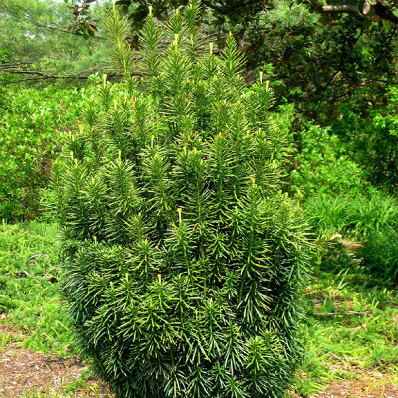 Pin japonais à queue de vache - Cephalotaxus harringtonia Fastigiata (Plant habit)