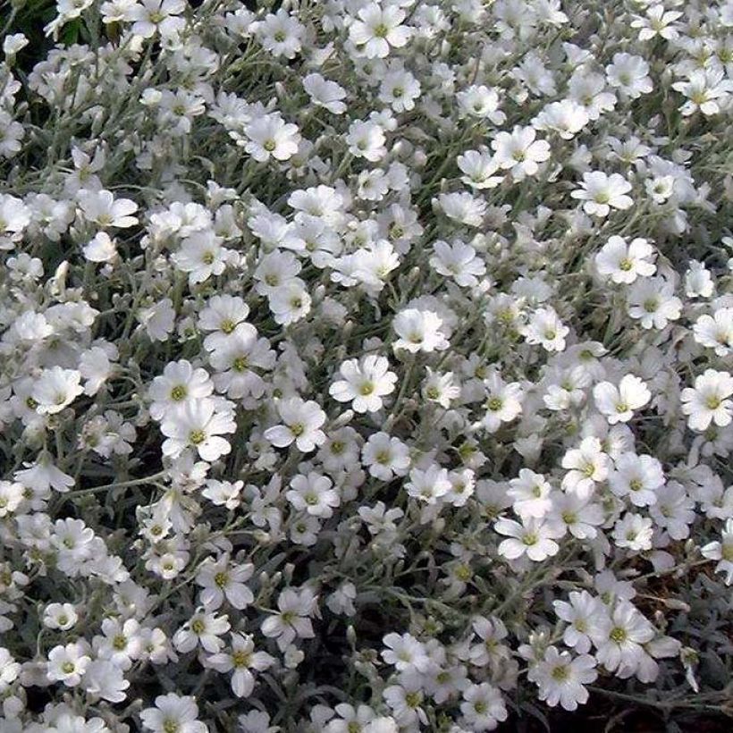 Cerastium tomentosum var. columnae - Oreille de souris - Céraiste Columnae (Flowering)