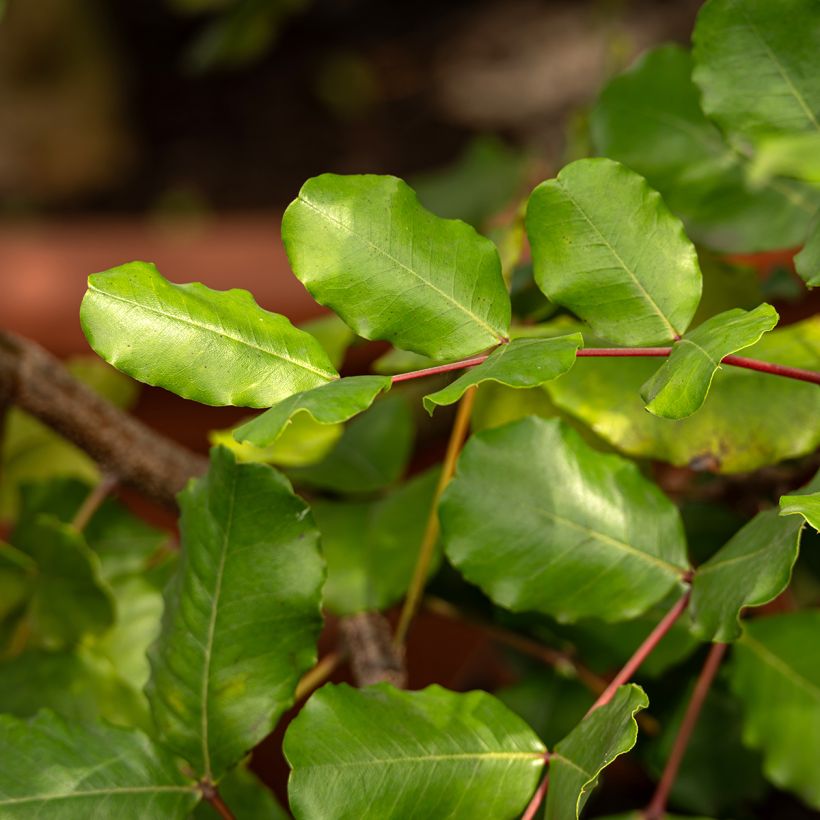 Graines de Caroubier - Ceratonia siliqua (Foliage)