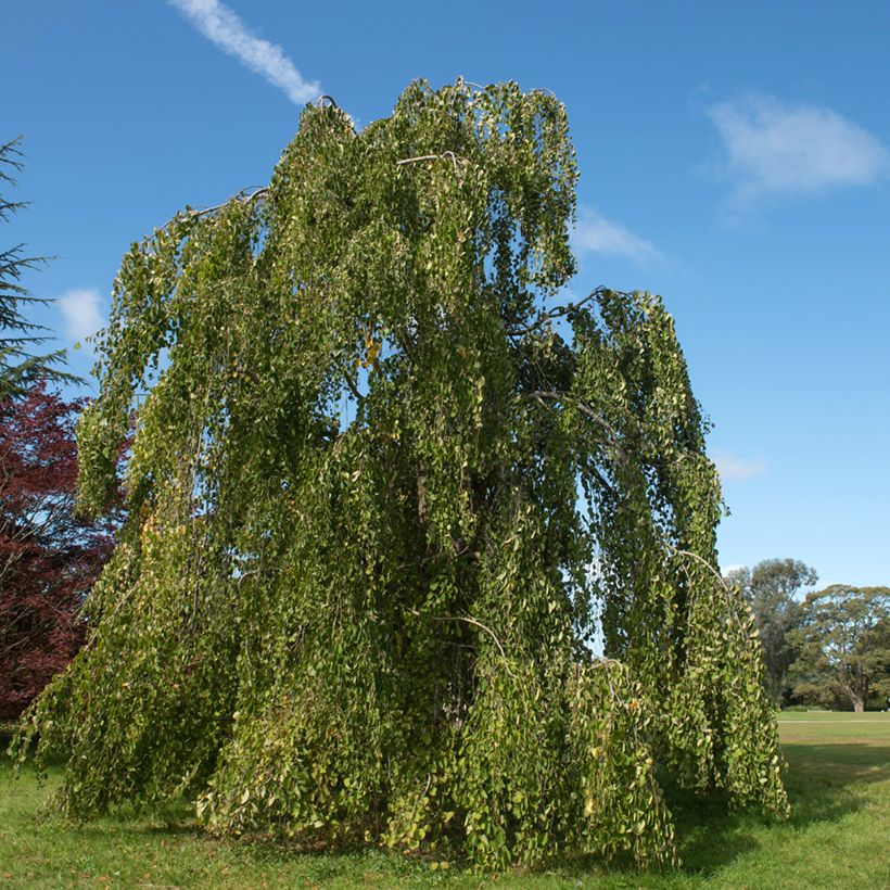 Cercidiphyllum japonicum Pendulum - Arbre à caramel (Plant habit)