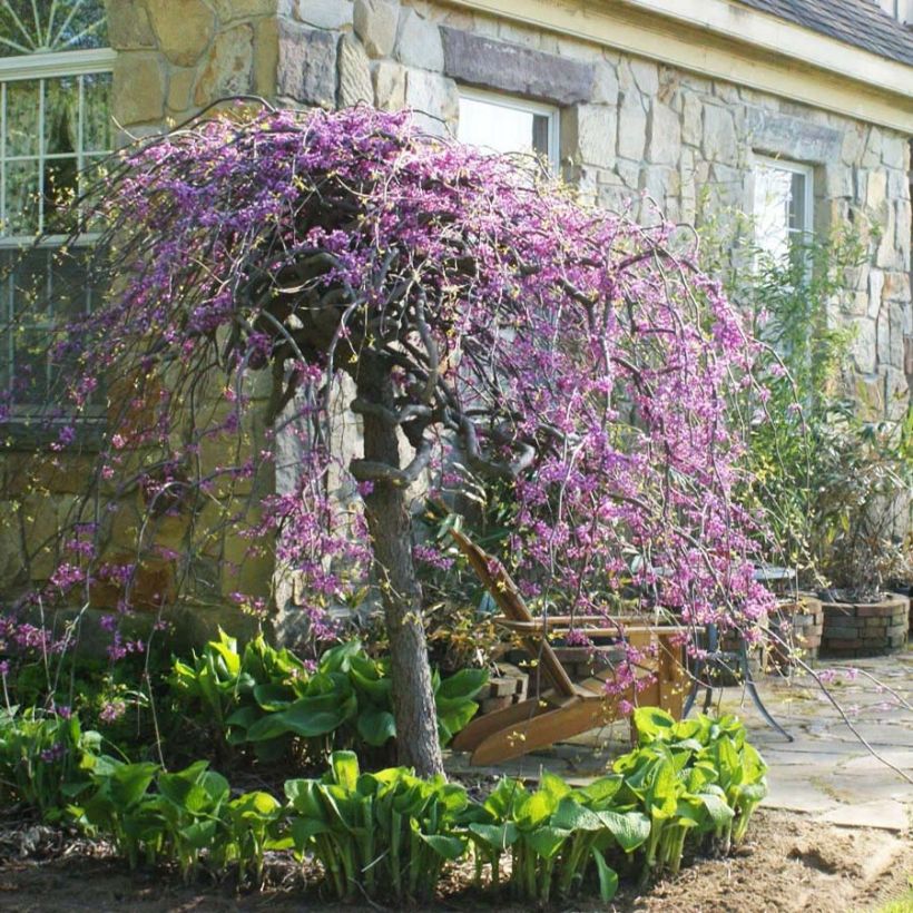 Cercis canadensis Lavender Twist - Gainier du Canada pleureur rose (Flowering)