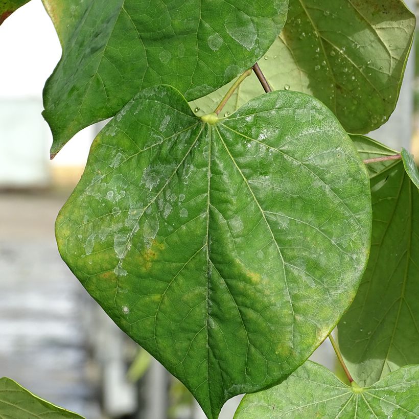Cercis canadensis Lavender Twist - Gainier du Canada pleureur rose (Foliage)